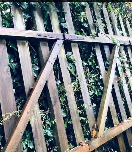 Photo of free Large garden gate (Calstock PL18) #2