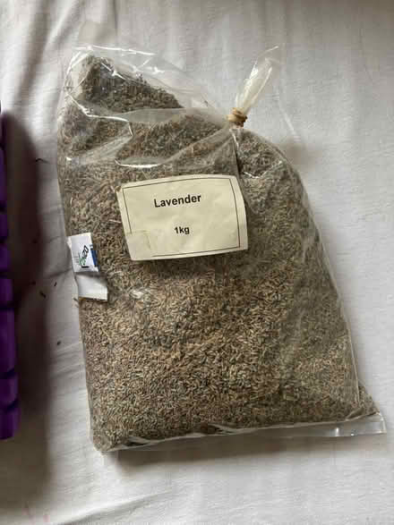 Photo of free Lavender (DE23) #1