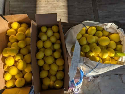 Photo of free Bearss Limes 2+ lbs (Los Altos) #1