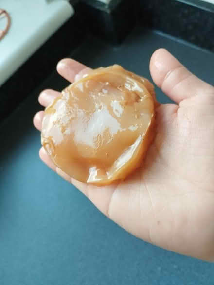 Photo of free SCOBY for kombucha (Liberton EH16) #2