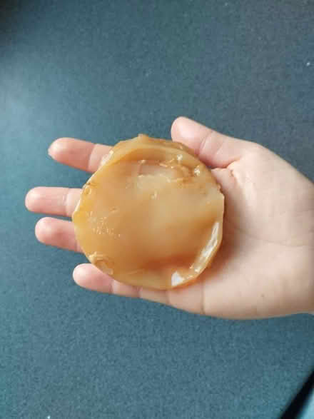 Photo of free SCOBY for kombucha (Liberton EH16) #1