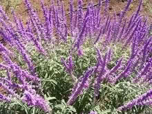 Photo of free Plants: Aloe Vera, Ornamental Sage (Near Novato Hight School) #1