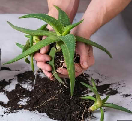 Photo of free Plants: Aloe Vera, Ornamental Sage (Near Novato Hight School) #2