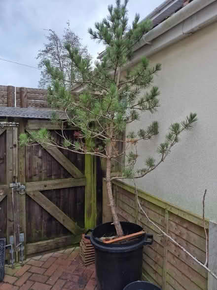 Photo of free Pine tree growing in dustbin (Old Walcot SN3) #1