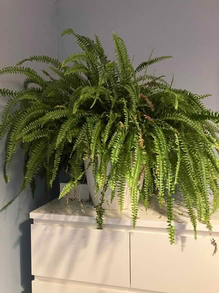 Photo of free Boston fern in self-watering pot (Abingdon-on-Thames OX14) #1