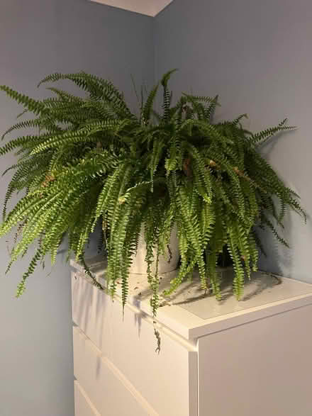 Photo of free Boston fern in self-watering pot (Abingdon-on-Thames OX14) #2