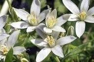 Photo of free Star of Bethlehem Ornithogalum bulb (Morden SM4) #2