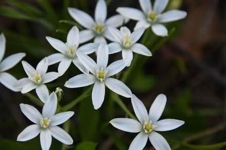 Photo of free Star of Bethlehem Ornithogalum bulb (Morden SM4) #1