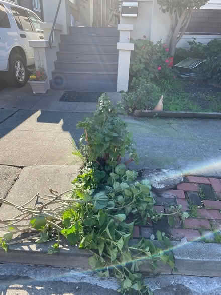 Photo of free Geranium clippings (Oakland) #1