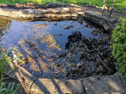 Photo of free water lily corms (Petaluma West Side) #1