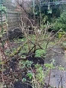 Photo of free Fruit bushes - blackcurrant, gooseberry and apple tree (Fritchley DE56) #1