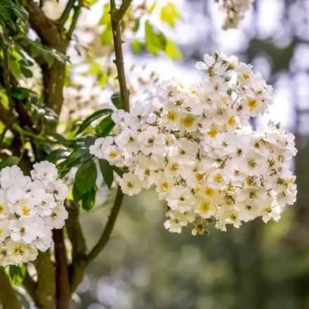 Photo of free Two gorgeous large climbing roses (Fritchley DE56) #2