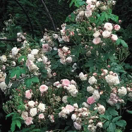 Photo of free Two gorgeous large climbing roses (Fritchley DE56) #1