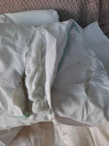 Photo of free Single duvets (Southbourne BH6) #2