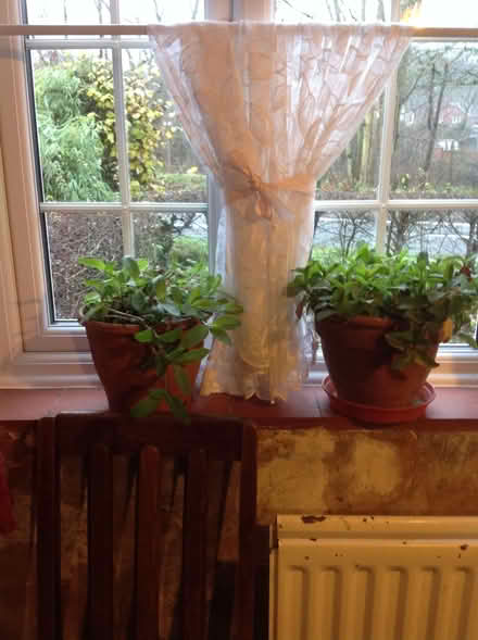 Photo of free House Plants (Newnham RG27) #1