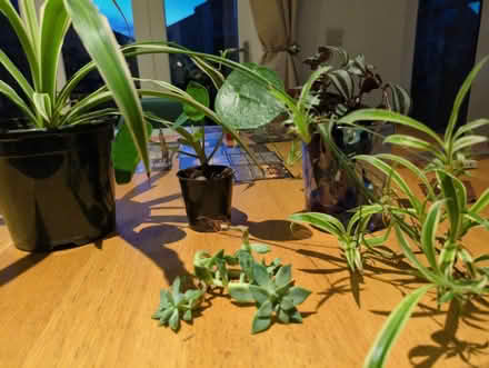 Photo of free House plants (need a bit of care) (Buckstone EH10) #1