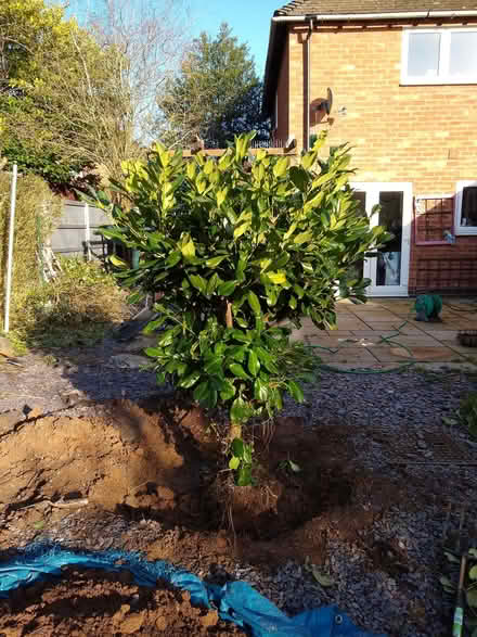 Photo of free Laurel (Kenilworth CV8) #1