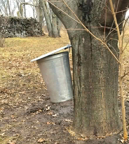 Photo of Maple Sugaring supplies (Townsend) #1