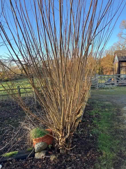 Photo of free Willow for garden projects (Appleby-in-Westmorland CA16) #1