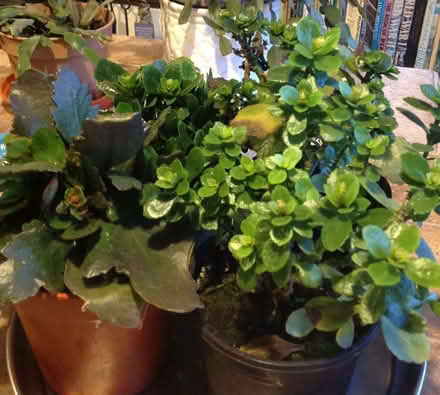 Photo of free More House plants (Newnham RG27) #1