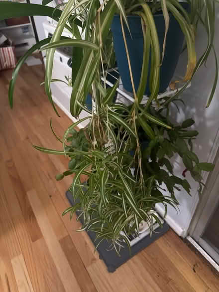 Photo of free Baby spider plants (Southfields, NY) #1