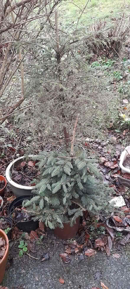 Photo of free Two Living Christmas Trees in Pots (Pantymwyn CH7) #1