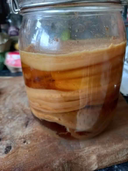 Photo of free Kombucha scoby (Downhead Park MK15) #1