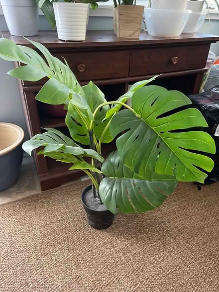 Photo of free Small plastic plant (West Orange) #2