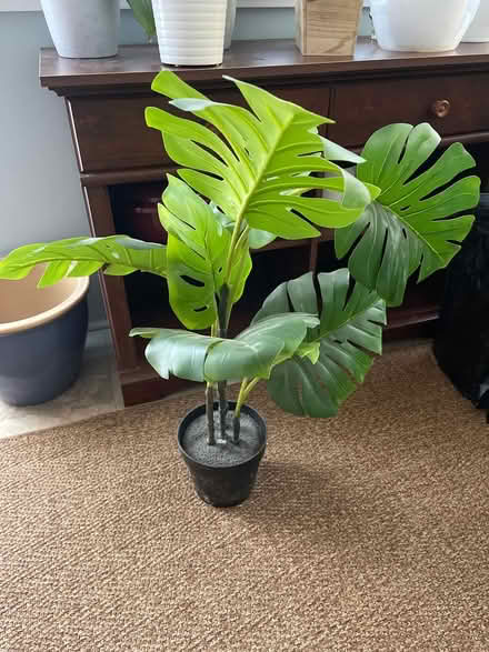 Photo of free Small plastic plant (West Orange) #1