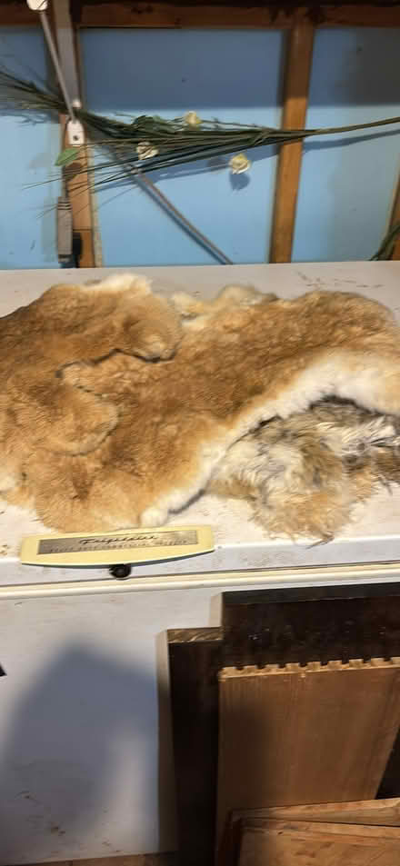 Photo of free hides from meat rabbits (Cedar) #1