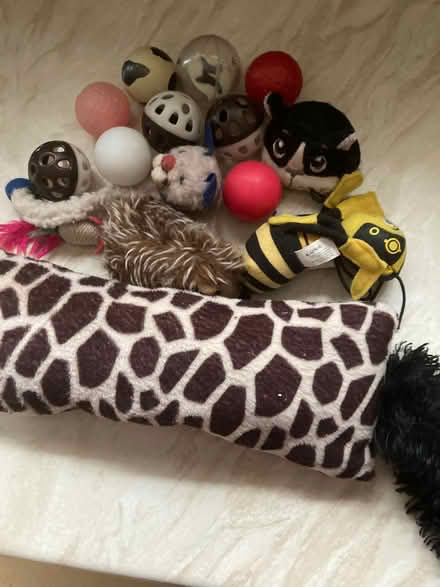 Photo of free Cat toys (Sandy SG19) #1