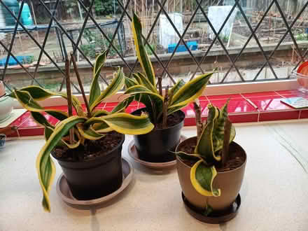 Photo of free 3 indoor plants (Daybrook NG5) #1