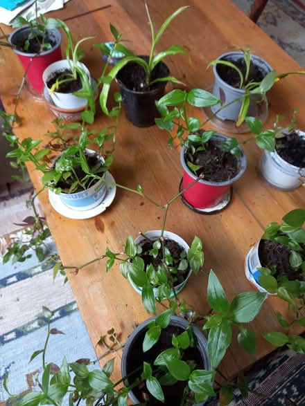 Photo of free house plants (AB24) #1