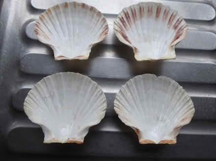 Photo of free Scallop shell dishes (Fareham PO15) #1