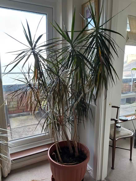 Photo of free Cordylines (Corporation BT20) #1