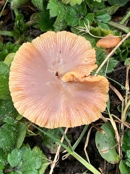 Photo of Mushroom prints (North Seattle) #1