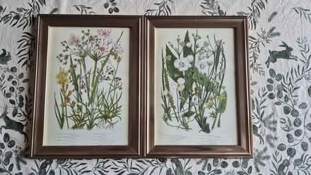 Photo of free 2 botanic prints in frames A4 (Kempston) #1