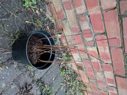 Photo of free Hedging plants (Heaton NE6) #1