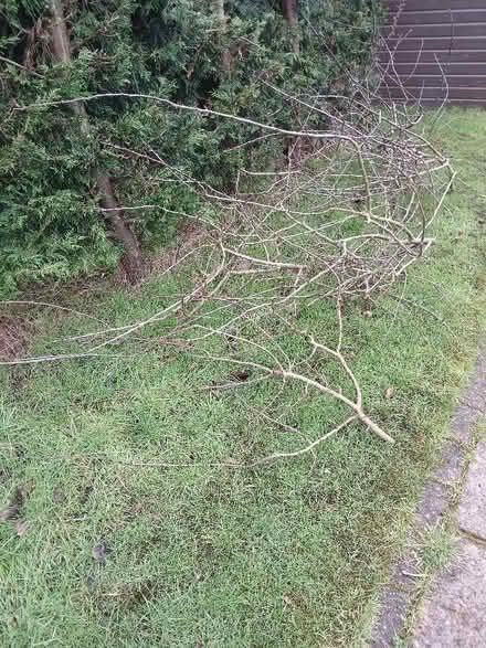 Photo of free Kindling, dried plum tree prunings (Neston CH64) #2