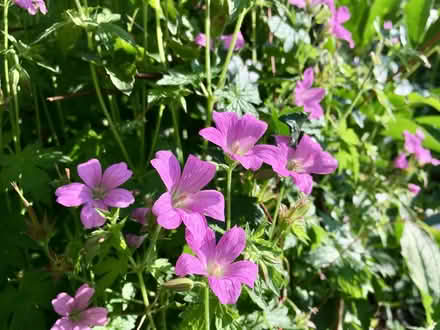 Photo of free Pink hardy geraniums (Hatfield AL10) #1