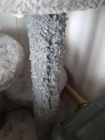 Photo of free Cat tree (Fareham PO15) #3