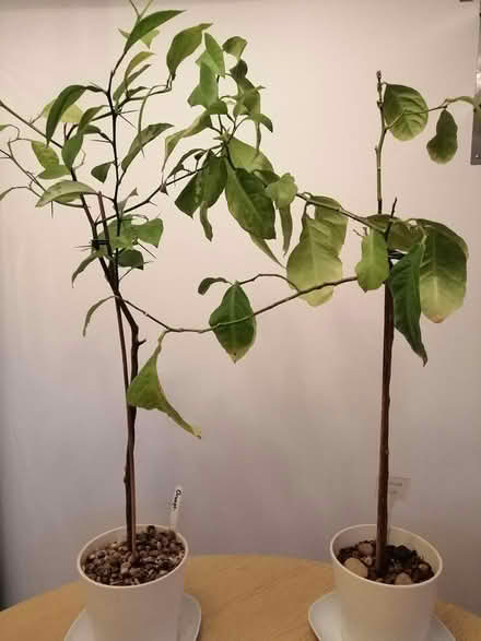 Photo of free Lemon and Orange plants (Barnsley S70) #1