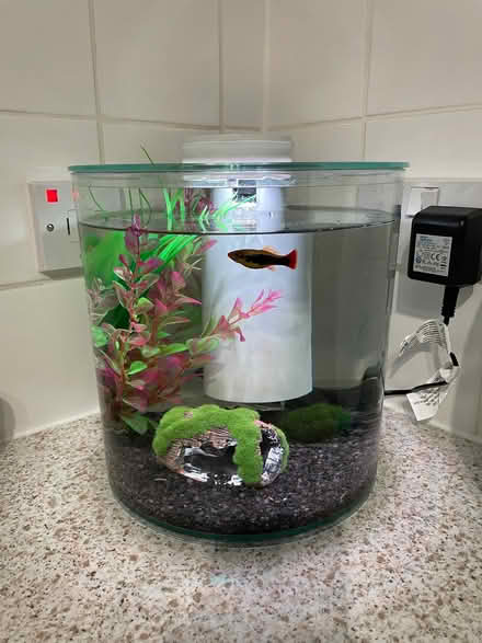 Photo of free Cold water fish tank in vgc (Thringstone LE67) #1