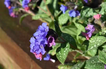 Photo of free Pulmonaria young plants (Hatfield AL10) #3