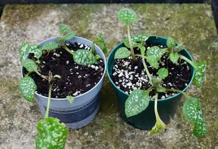 Photo of free Pulmonaria young plants (Hatfield AL10) #2