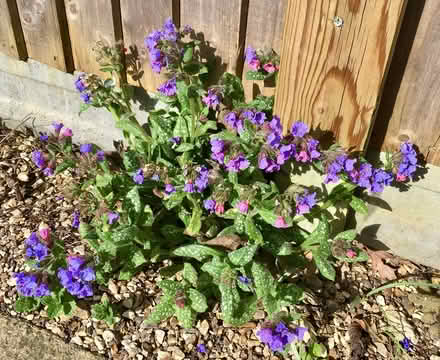 Photo of free Pulmonaria young plants (Hatfield AL10) #4