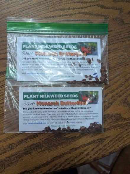 Photo of free Milkweed Seeds (Barrington) #1