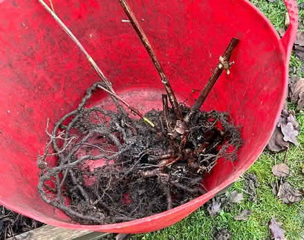 Photo of free Loganberry mature plant (Hatfield AL10) #1