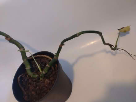 Photo of free Neglected cheese plant (Clubmoor L4) #1