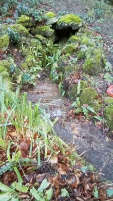 Photo of Bog Plants, Iris, Acorus etc (Belper DE56) #1